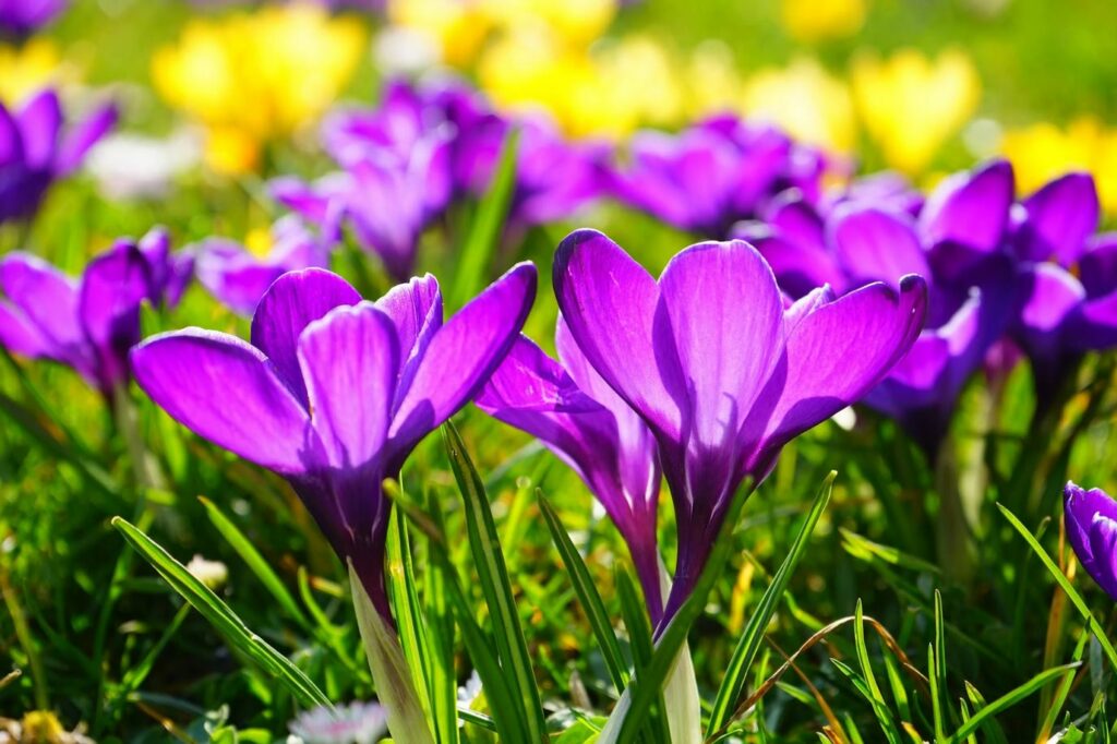 Der Blumenzwiebelversand Krokus Symbolbild